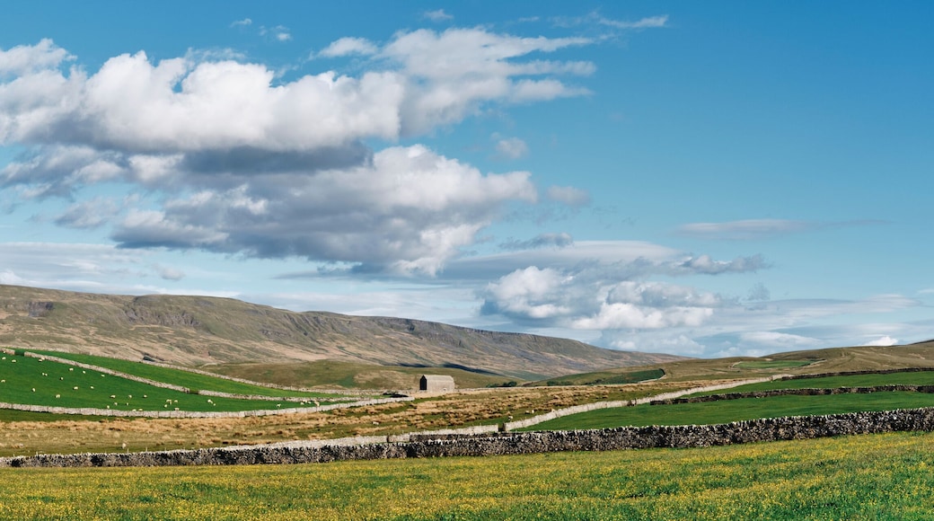 Barn and field of yellow flowers near Kirkby Stephen, Cumbria, UK.