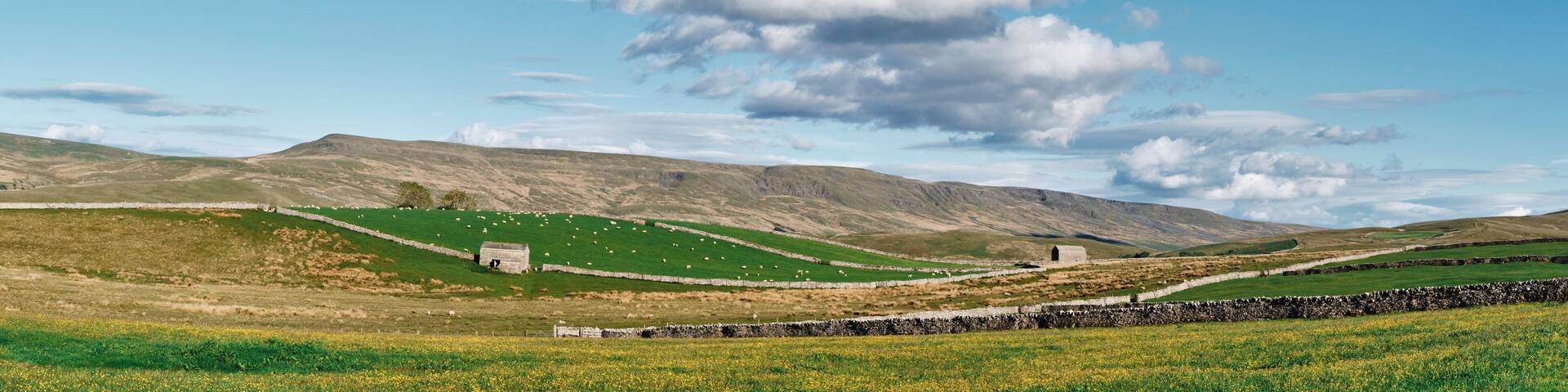 Barn and field of yellow flowers near Kirkby Stephen, Cumbria, UK.