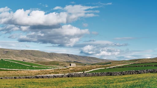 Barn and field of yellow flowers near Kirkby Stephen, Cumbria, UK.