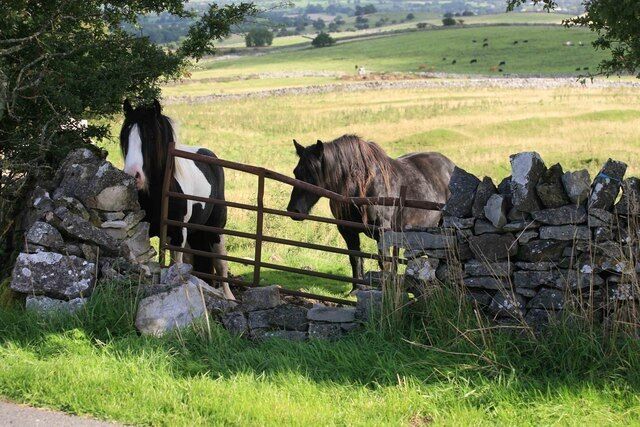 A stone wall with a wooden gate, a horse, and a grassy field with rolling hills in the background.