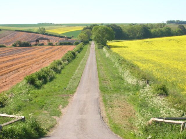 A rural road flanked by fields of yellow flowers and green crops.