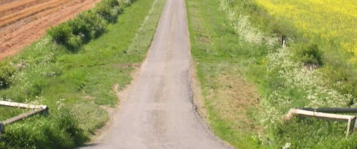 A rural road flanked by fields of yellow flowers and green crops.