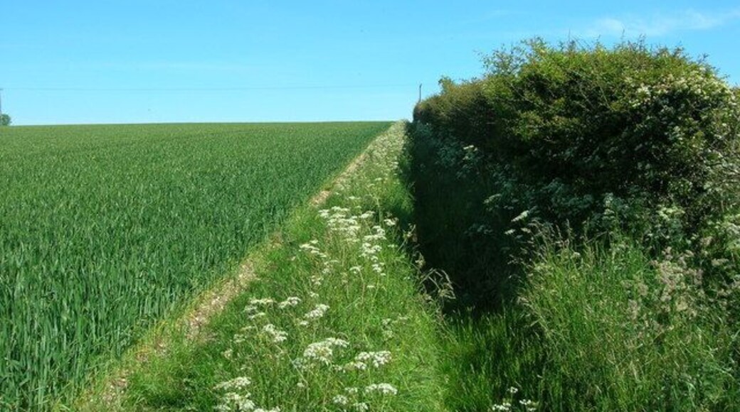 Farm Track near Weaverthorpe