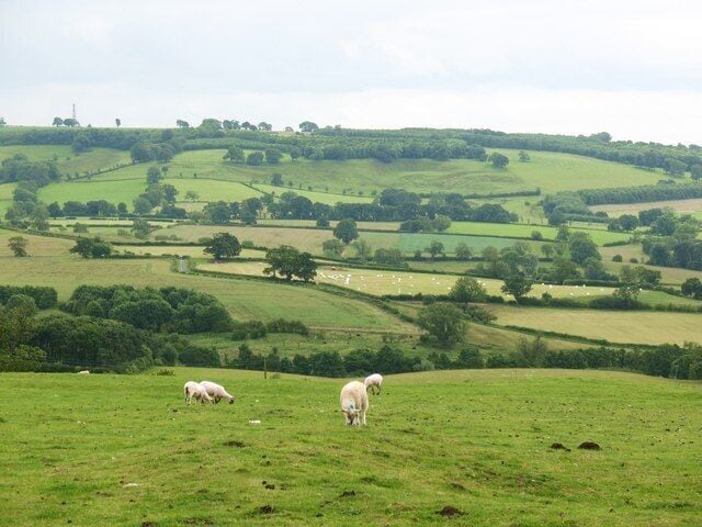 A green field with sheep grazing, rolling hills, and scattered trees.
