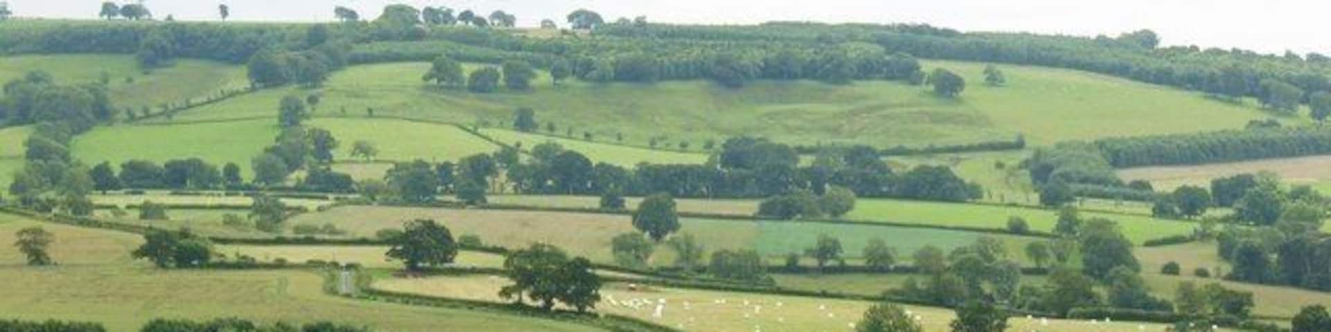A green field with sheep grazing, rolling hills, and scattered trees.