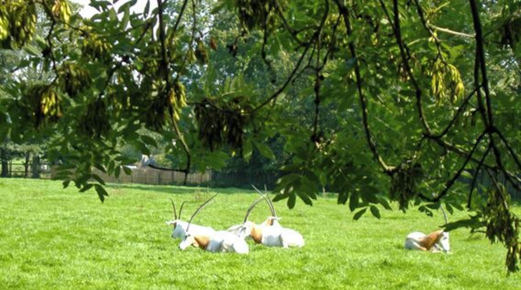 Oryx within Flamingoland zoo