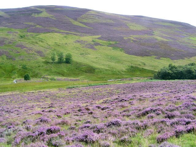 A purple heather field, green hills, and a white building in the distance.