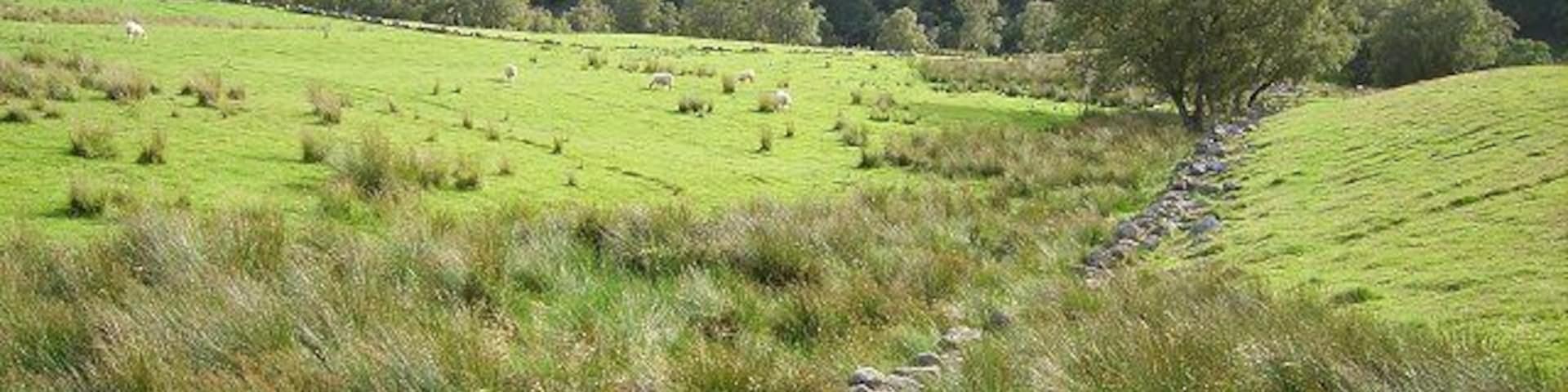 Un valle verde con una pared de piedra, campos cubiertos de hierba y árboles dispersos.