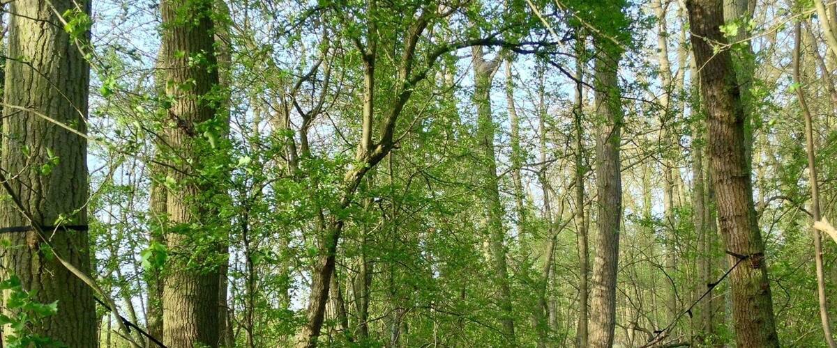 I found this picturesque spot deep in the woods in Bedfordshire! Admired nature above a beautiful bed of bluebells #Green