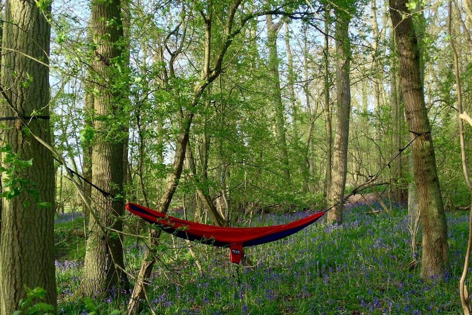 Una hamaca colgada entre árboles en un bosque con flores azules.