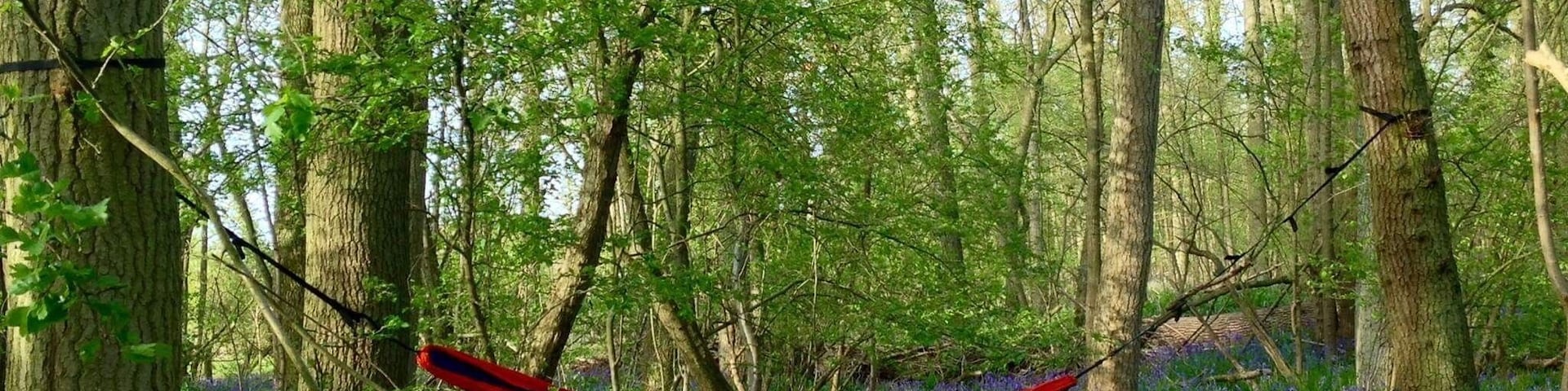 I found this picturesque spot deep in the woods in Bedfordshire! Admired nature above a beautiful bed of bluebells #Green