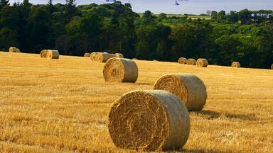 A field of hay bales with a river and mountains in the background.