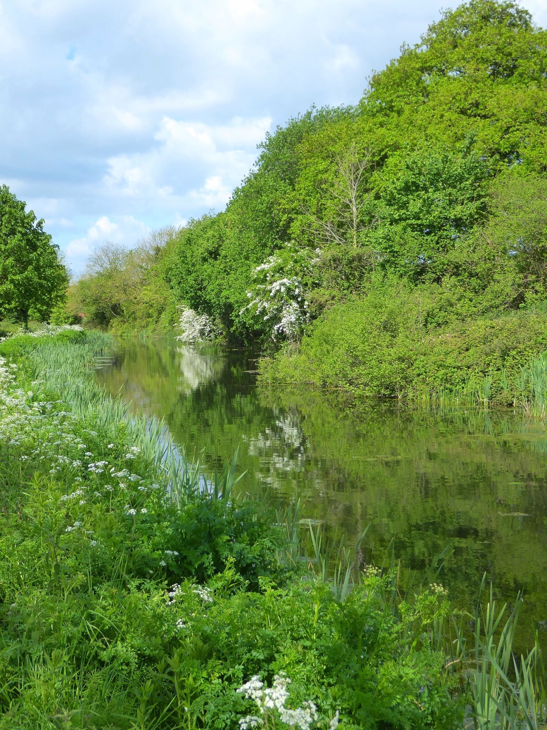 A calm river with lush greenery and white flowers along the banks.
