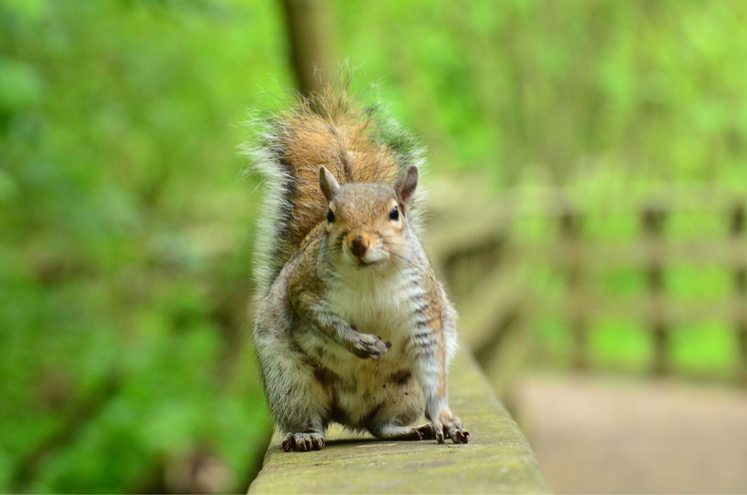 Very friendly squirrels at Hardwick Park, Sedgefield
