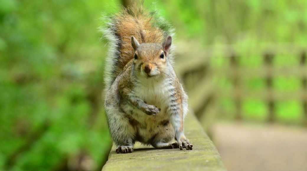 Very friendly squirrels at Hardwick Park, Sedgefield