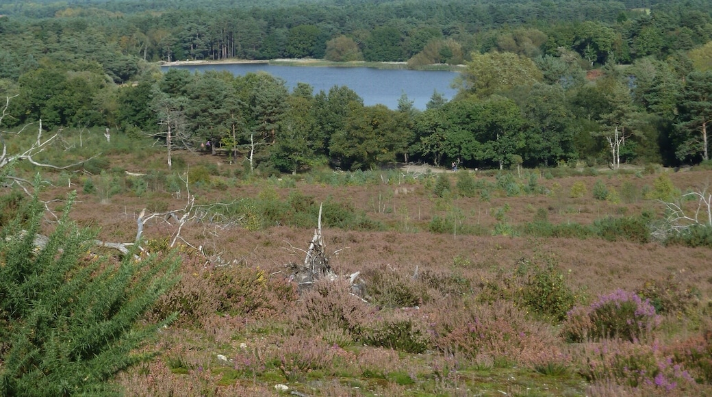 A lovely walk around a lake popular for sailing and into the Surrey Hills. There are points where there are no buildings in site in a 360 degree view.