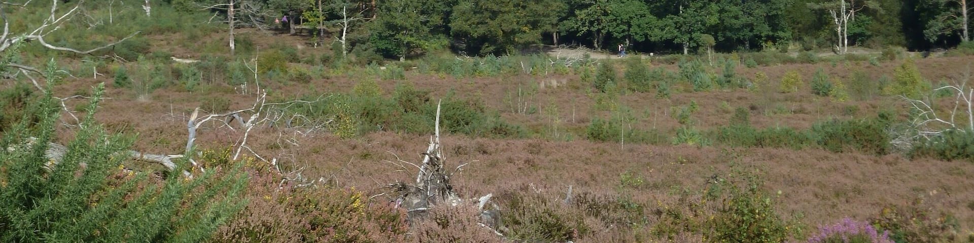 A lovely walk around a lake popular for sailing and into the Surrey Hills. There are points where there are no buildings in site in a 360 degree view.