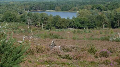 A lovely walk around a lake popular for sailing and into the Surrey Hills. There are points where there are no buildings in site in a 360 degree view.