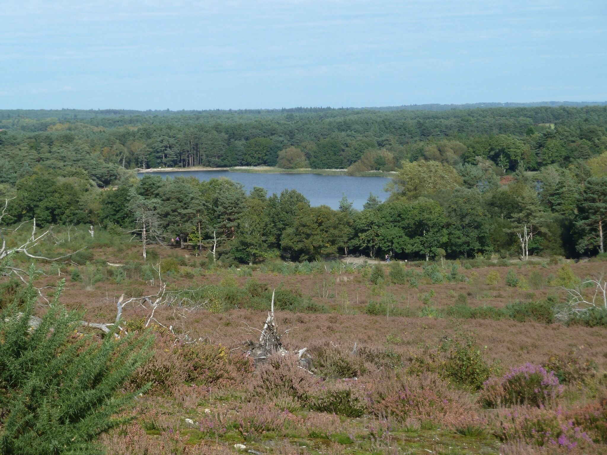 A lake surrounded by dense forest and heather.