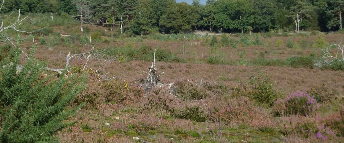 A lake surrounded by dense forest and heather.