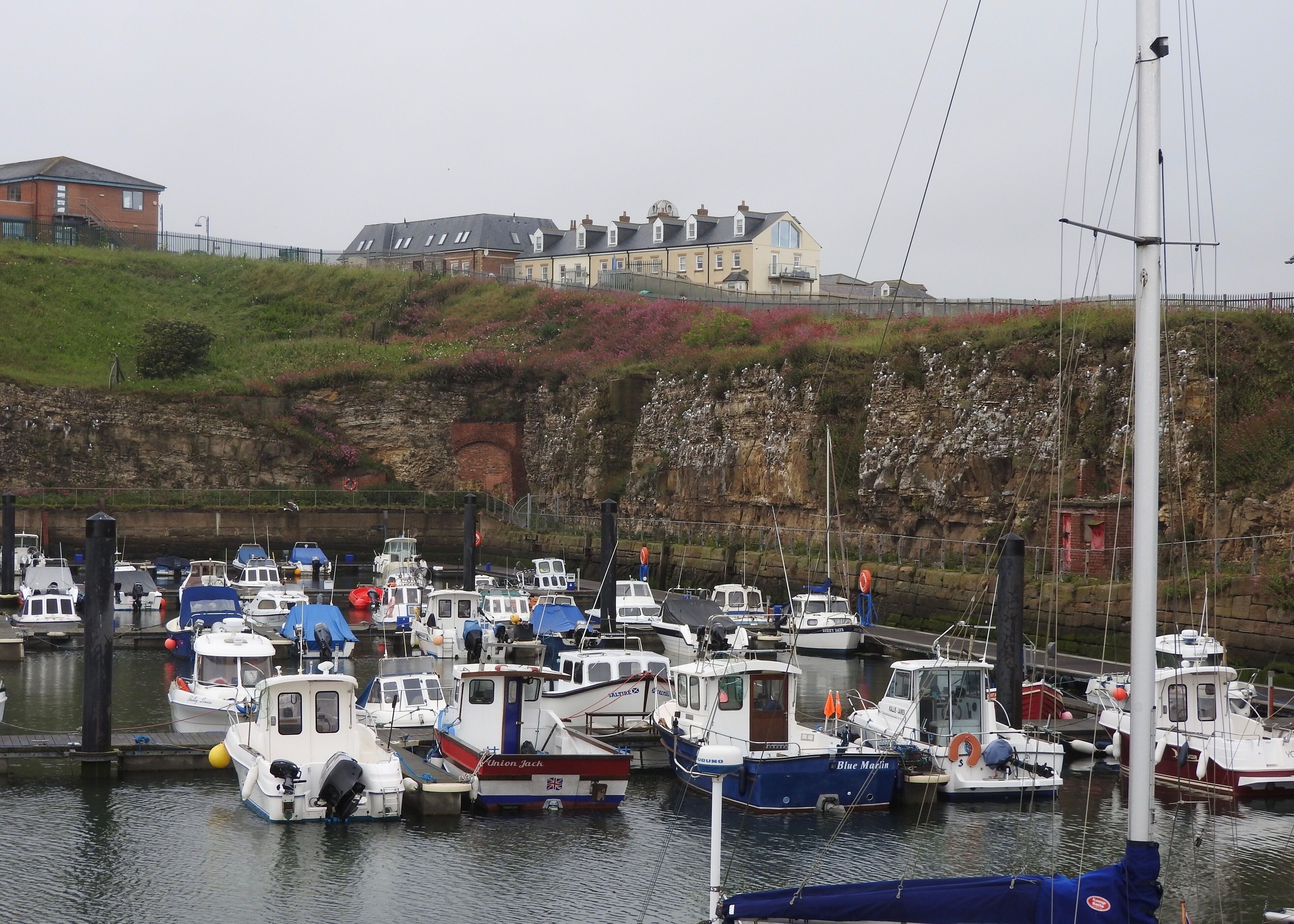 Harbour in Seaham, England. In the background are wild flowers and sea gulls.

#LikeALocal