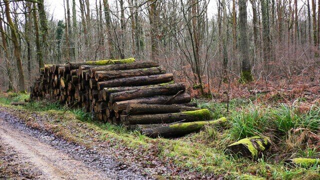Timber pile in Upper Ifold Wood