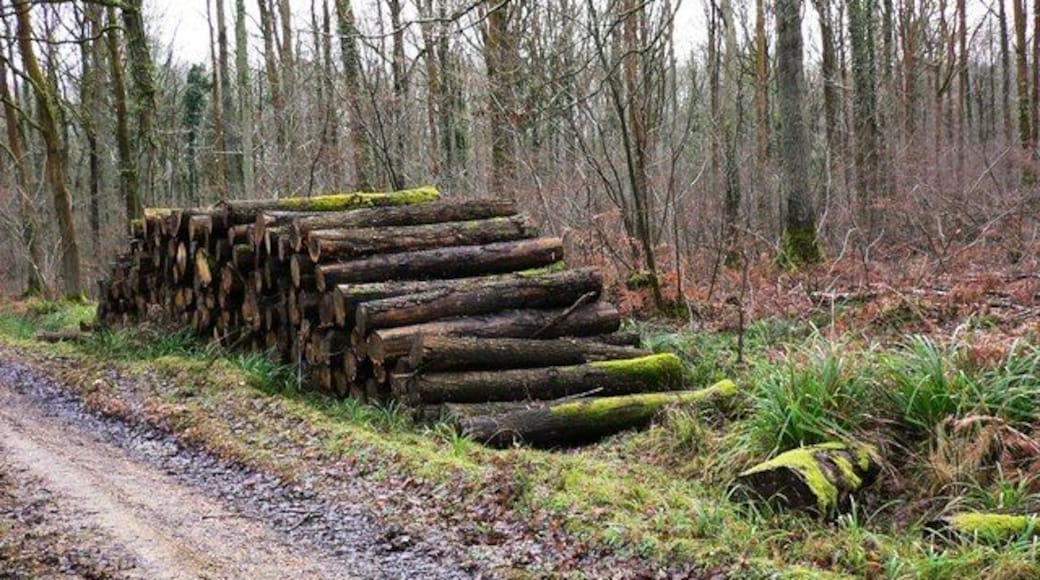 Timber pile in Upper Ifold Wood