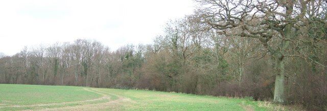 Tree Line at Ridges Hanger