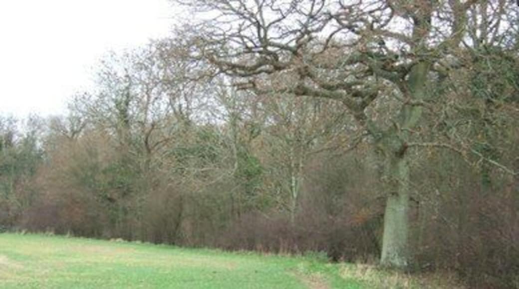 Tree Line at Ridges Hanger