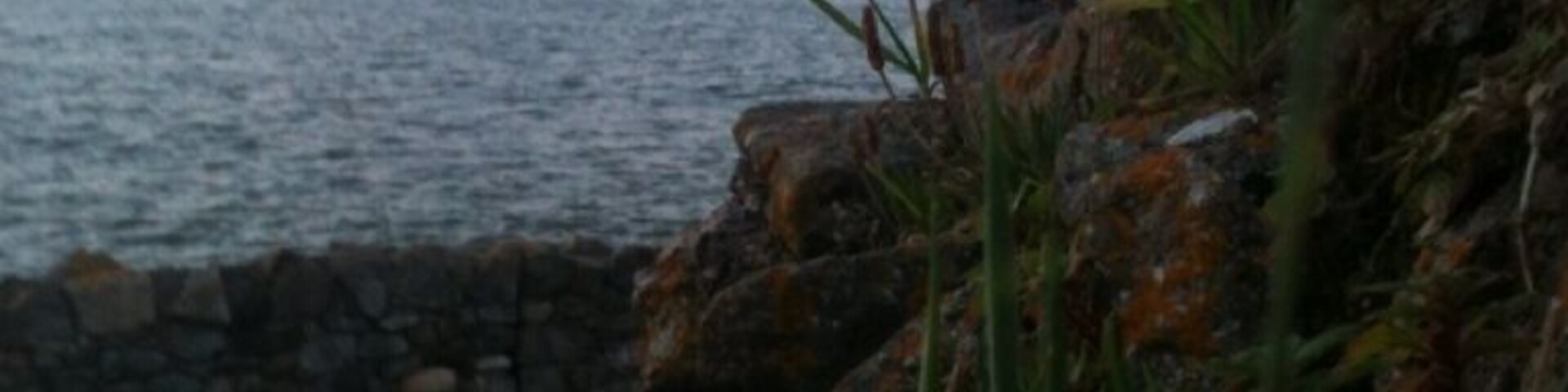 A rocky shoreline with vegetation and a body of water in the background.