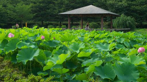 Lotus pond in Kitayama Park, Higashimurayama City, Tokyo, Japan