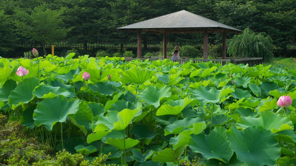 A lotus pond with a gazebo in the background.
