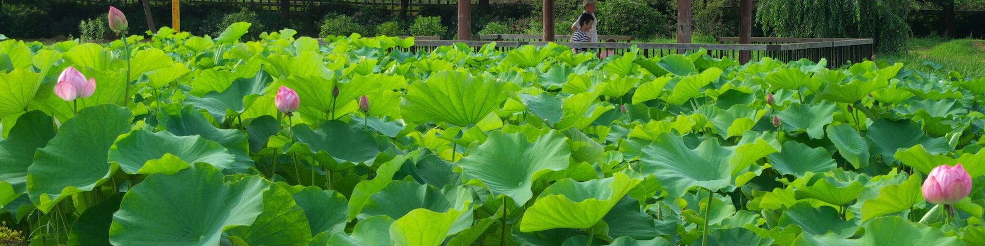 Lotus pond in Kitayama Park, Higashimurayama City, Tokyo, Japan