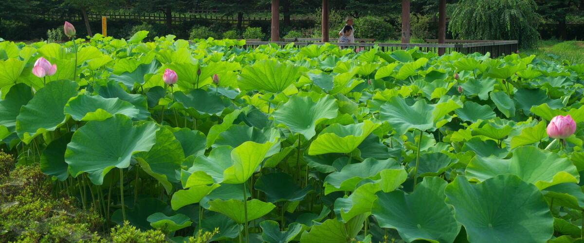 A lotus pond with a gazebo in the background.