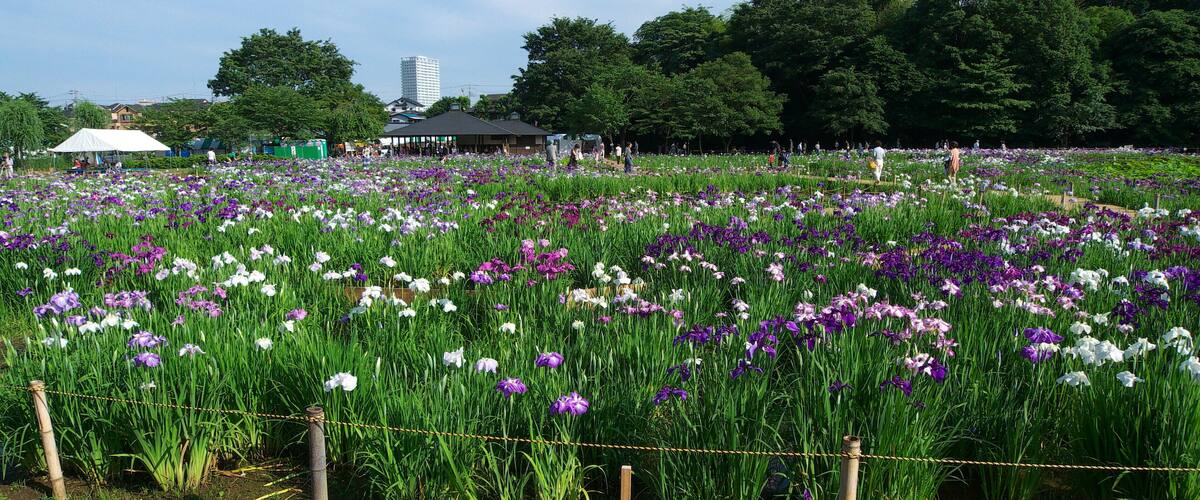 Japanese iris garden at the Kitayama Park in Higashimurayama City, Tokyo, Japan
