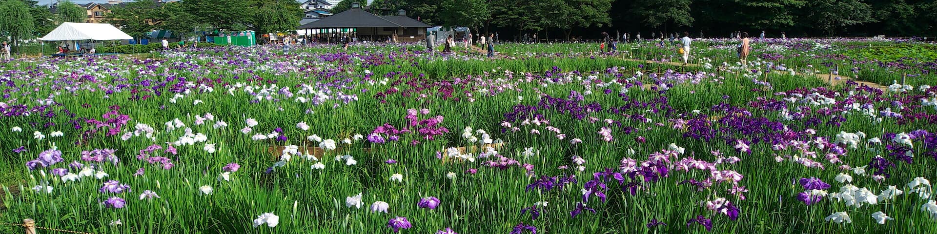 Japanese iris garden at the Kitayama Park in Higashimurayama City, Tokyo, Japan