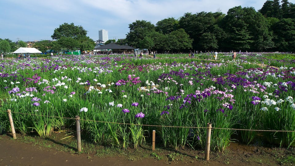 A field of purple and white irises with a fence in the foreground.