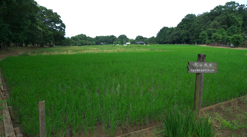 Rice paddy field in Kitayama Park, Higashimurayama City, Tokyo, Japan