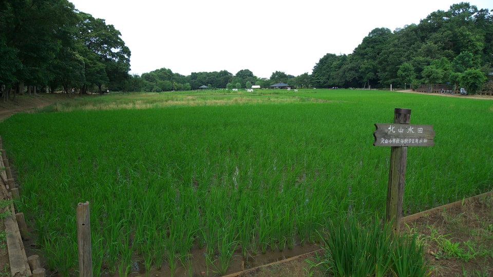 A lush green rice field with a wooden signpost in the foreground.