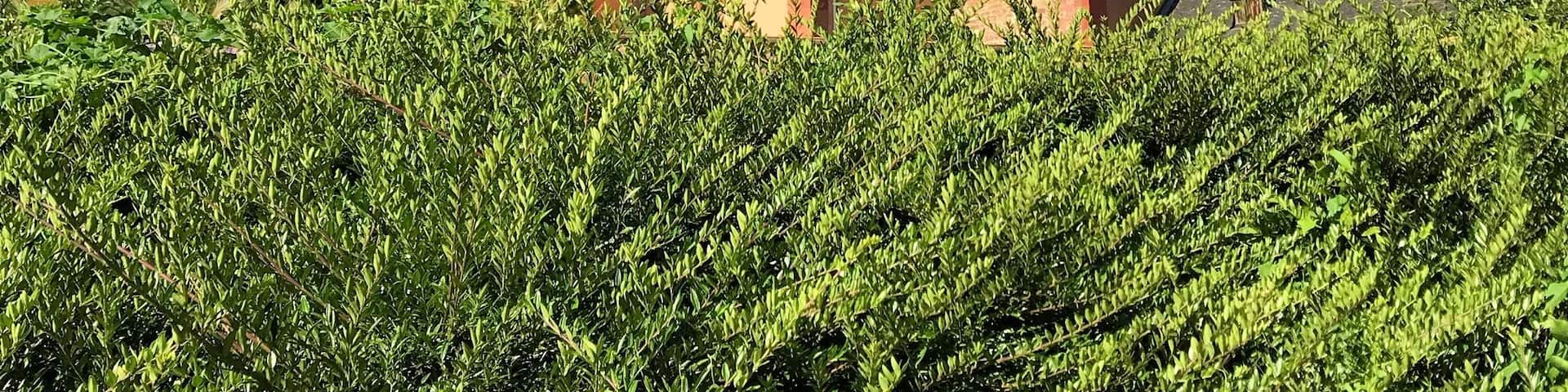 The Basilica of Seligenstadt