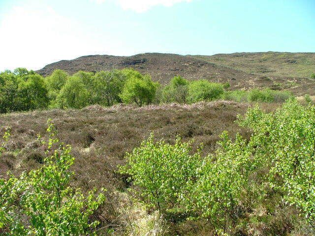 Hillside. North eastern slopes of A' Mhaoile.