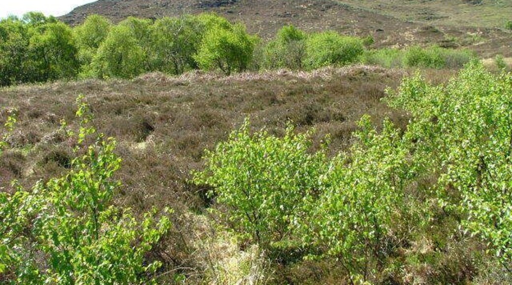 Hillside. North eastern slopes of A' Mhaoile.