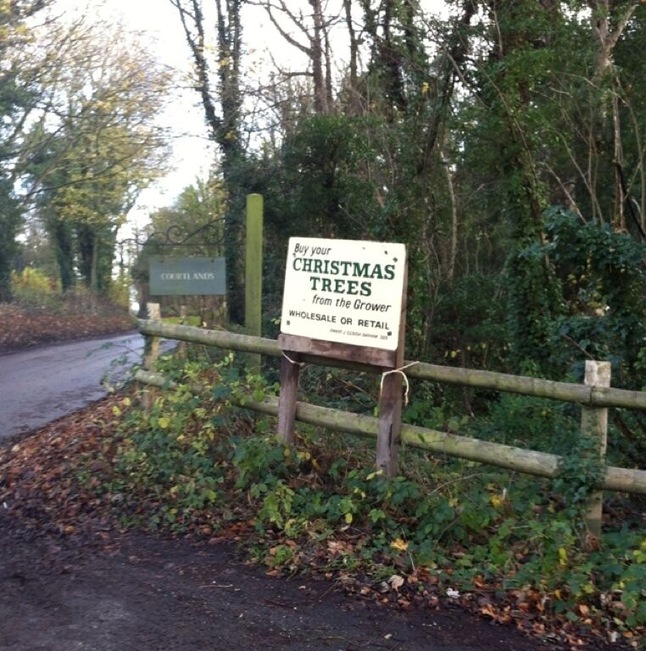 The best Christmas trees