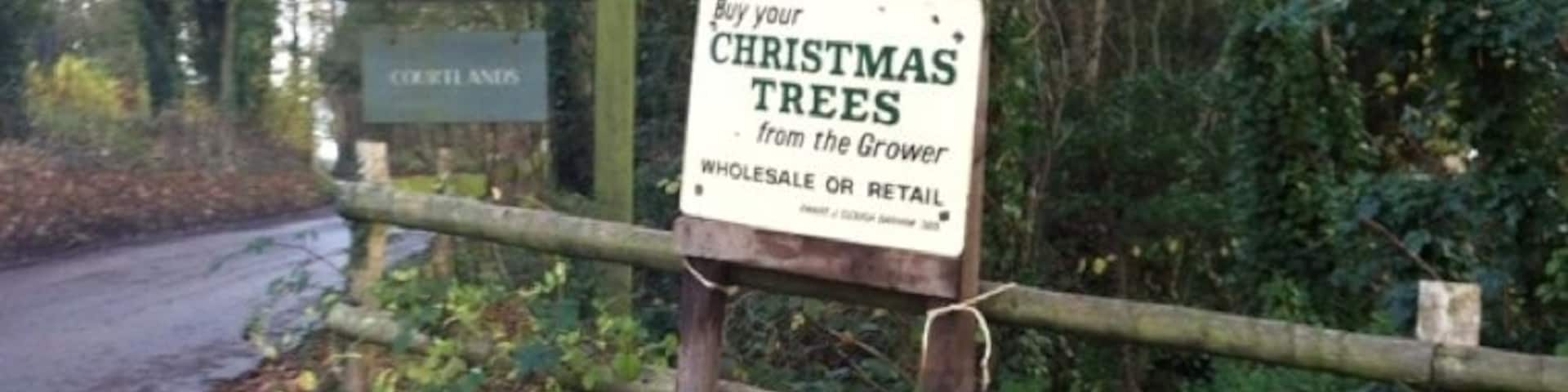 The best Christmas trees