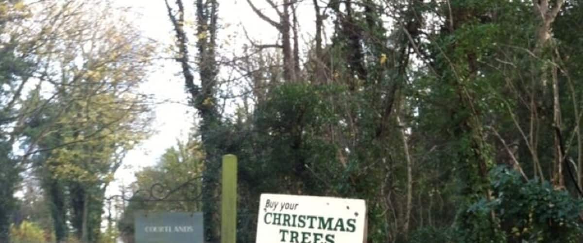 A sign advertising Christmas trees for wholesale or retail.