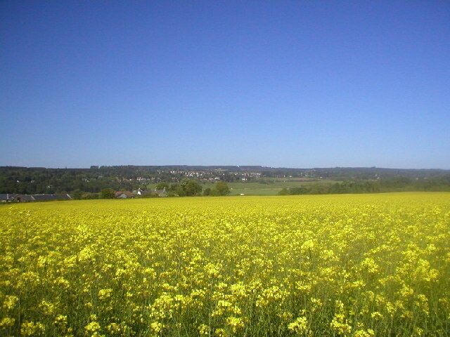 Fields of Oil Seed Rape at Maryculter.