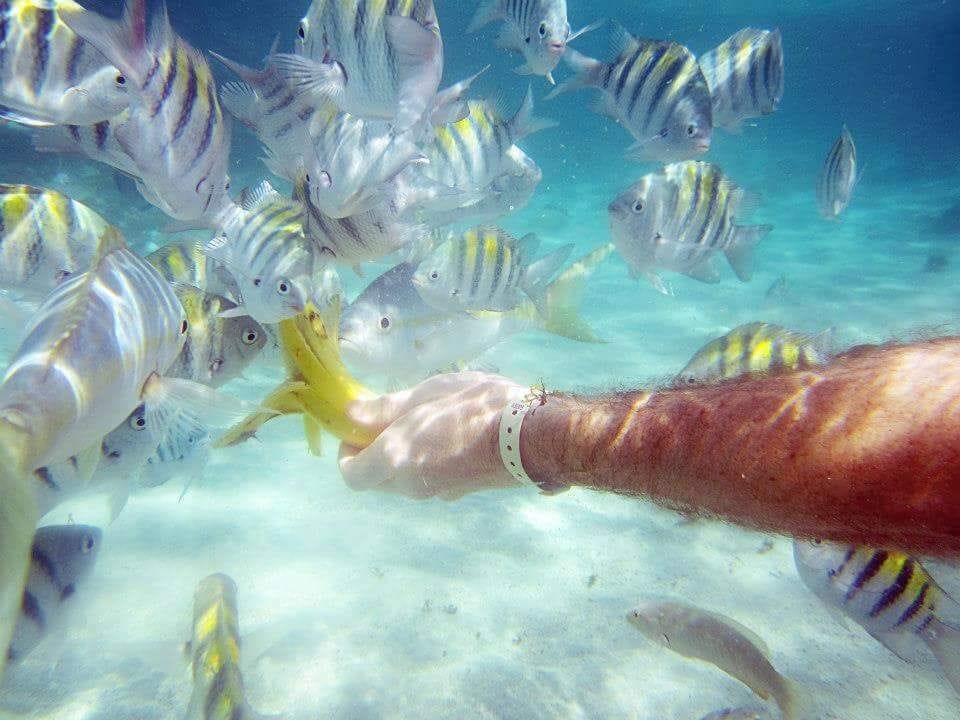 Quick tip: Bring a banana with you while snorkeling and watch the fish go bananas. 
#snorkeling #waterlust #dominican #photography #photographer #fish #troveon #swarm 