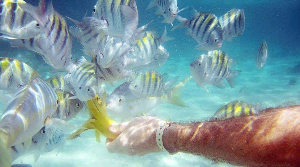 Quick tip: Bring a banana with you while snorkeling and watch the fish go bananas.
#snorkeling #waterlust #dominican #photography #photographer #fish #troveon #swarm