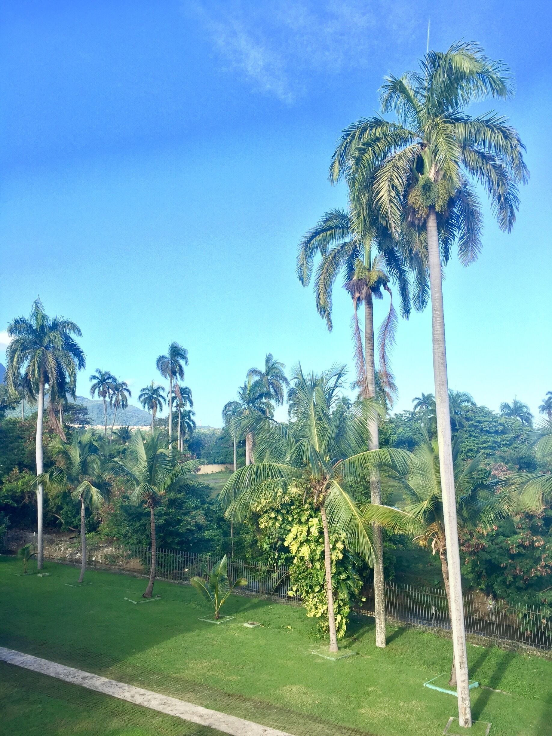 Palm trees. View from the hotel 🇩🇴🇩🇴🇩🇴😍😍😍