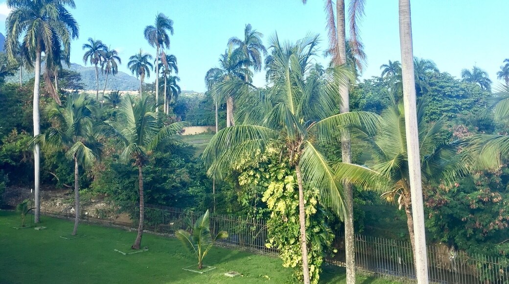 Palm trees. View from the hotel 🇩🇴🇩🇴🇩🇴😍😍😍